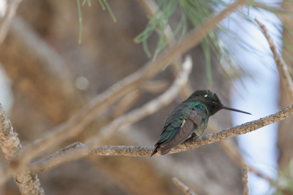 Rivoli's Hummingbird - ML622420644