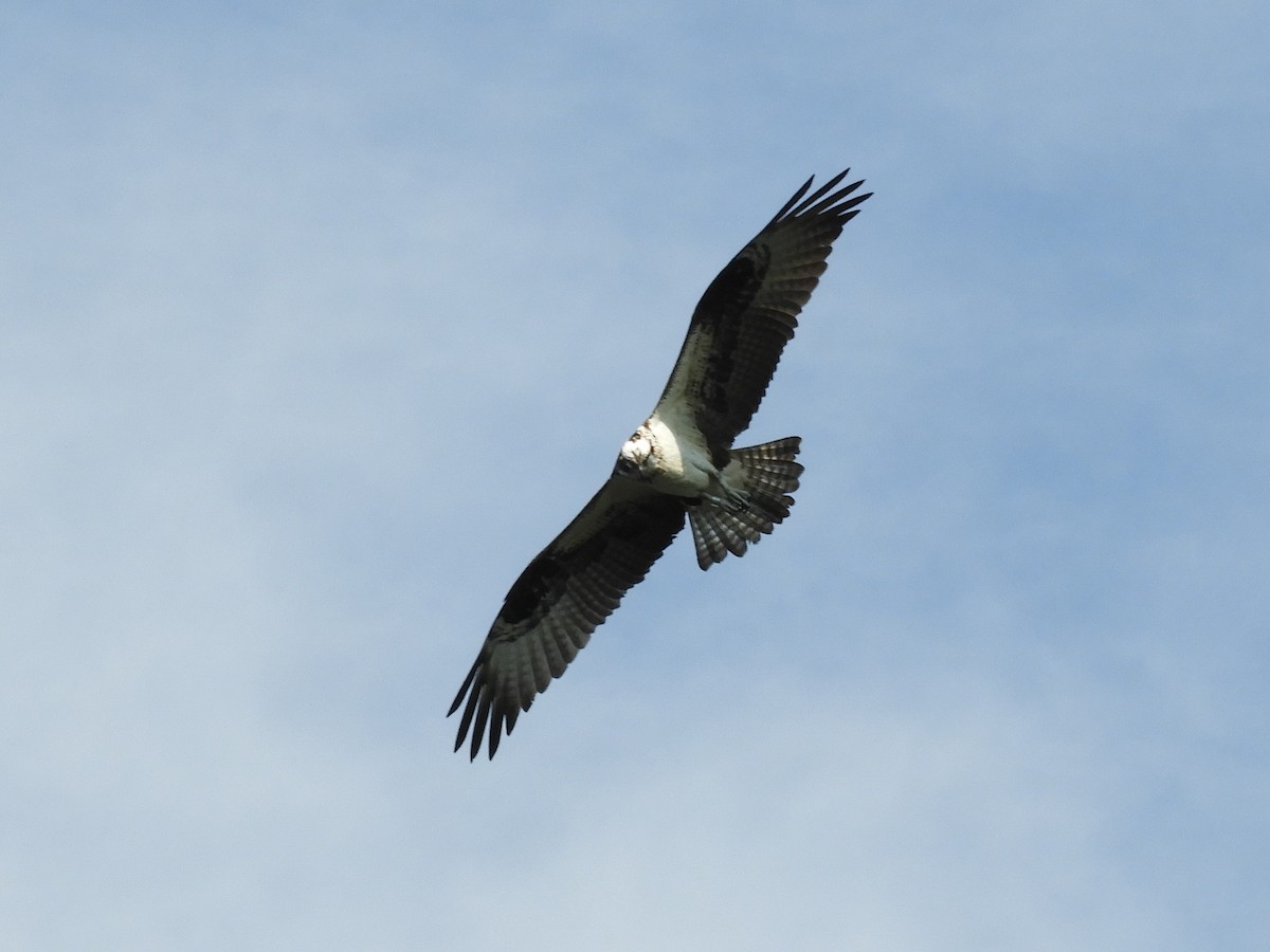 Osprey - Rex Graham