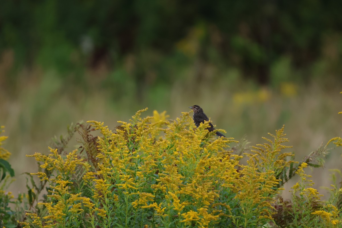 Red-winged Blackbird - ML622420765