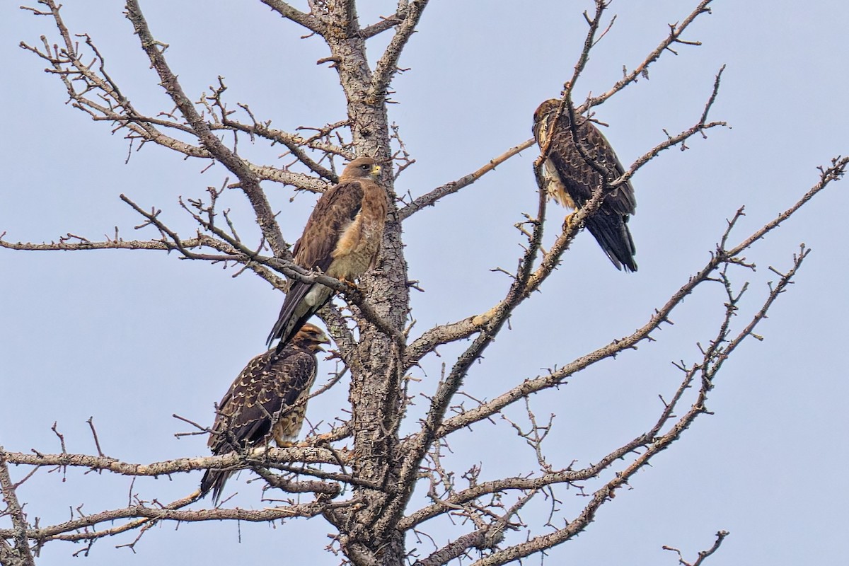 Swainson's Hawk - ML622420894