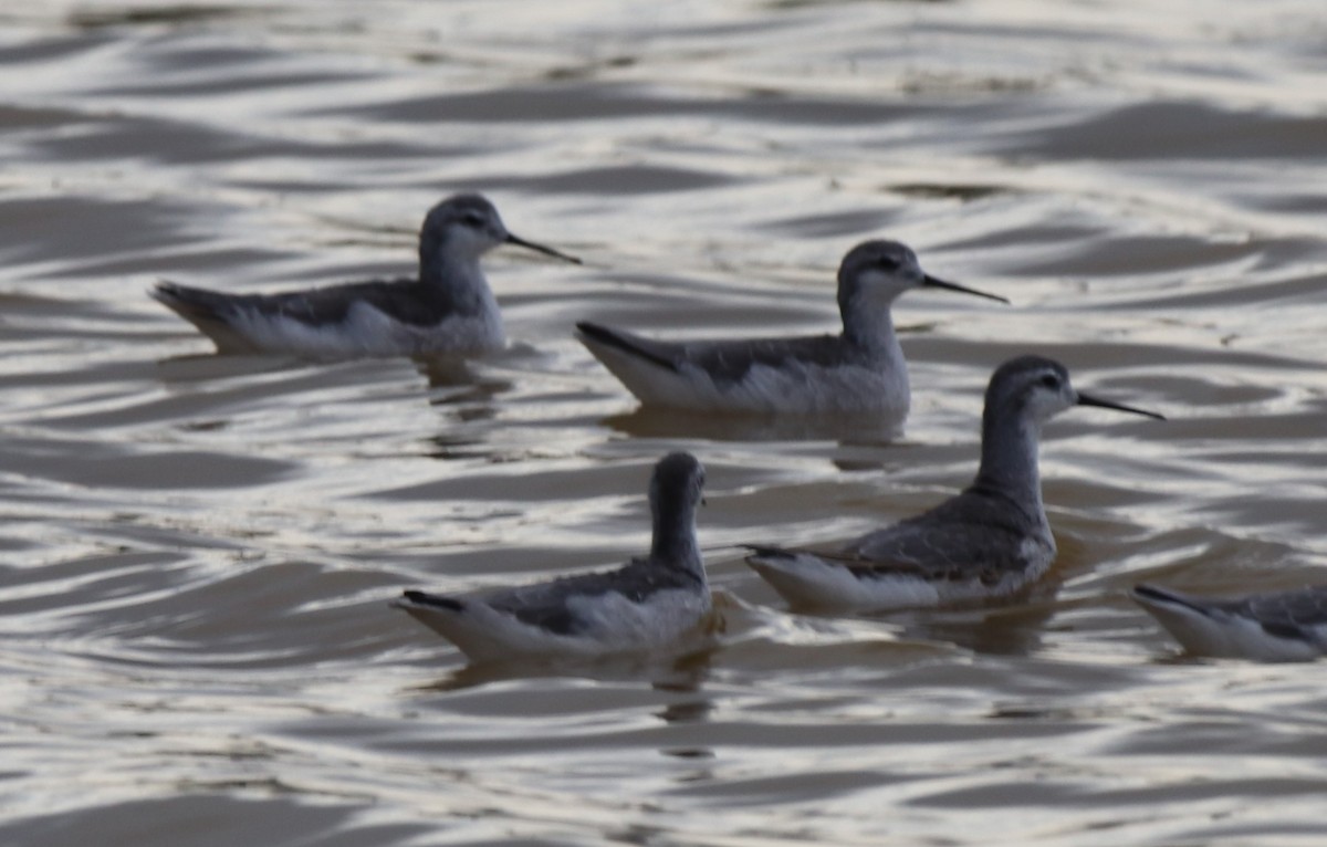 Wilson's Phalarope - Chris Overington