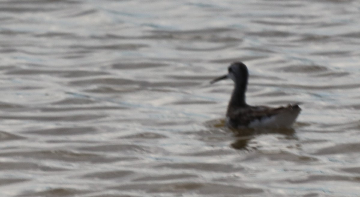 Red-necked Phalarope - Chris Overington