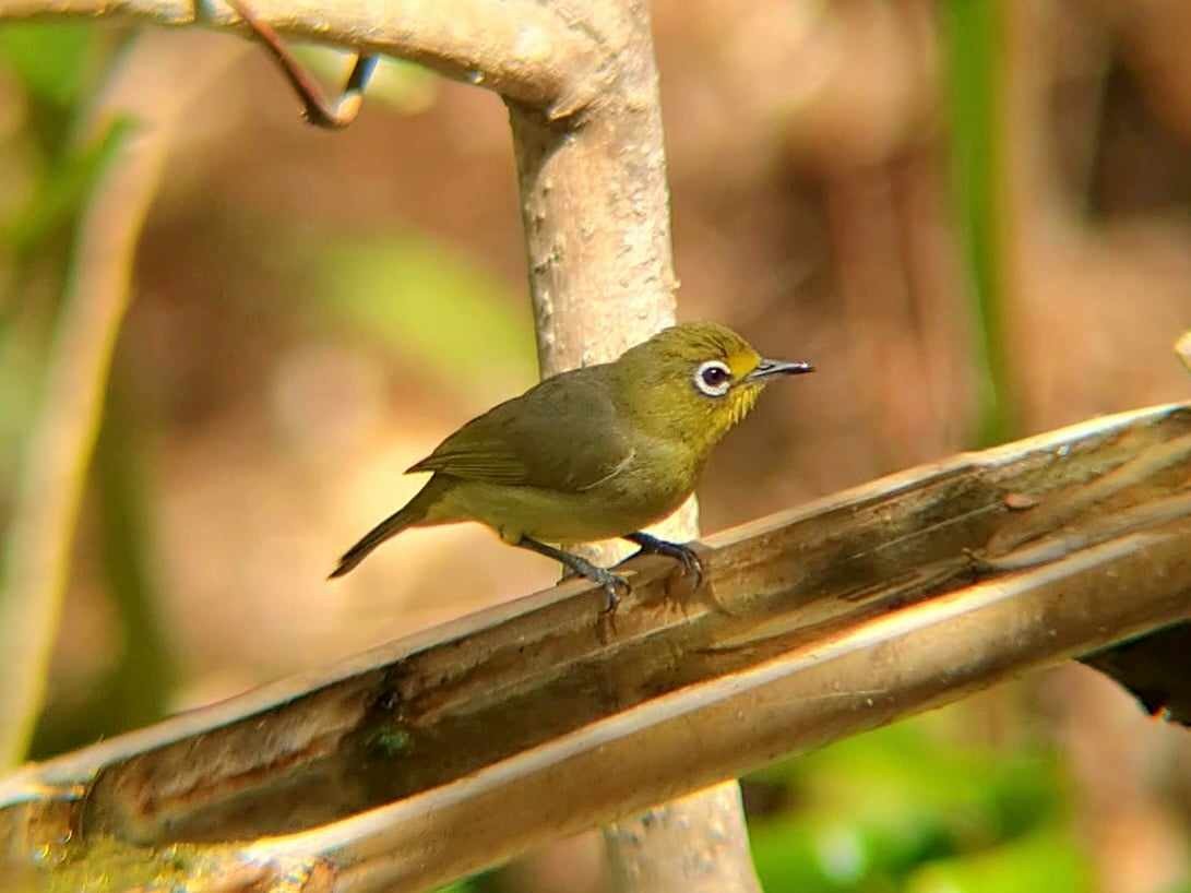 Yellowish White-eye - ML622421170