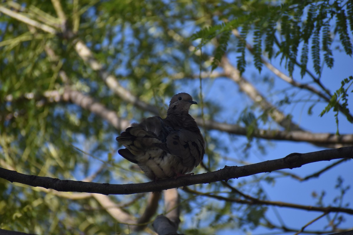 Eared Dove - ML622421206