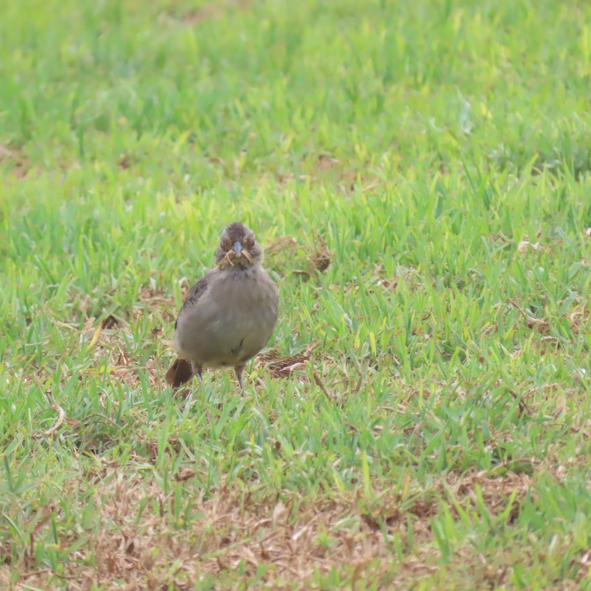 California Towhee - ML622421247