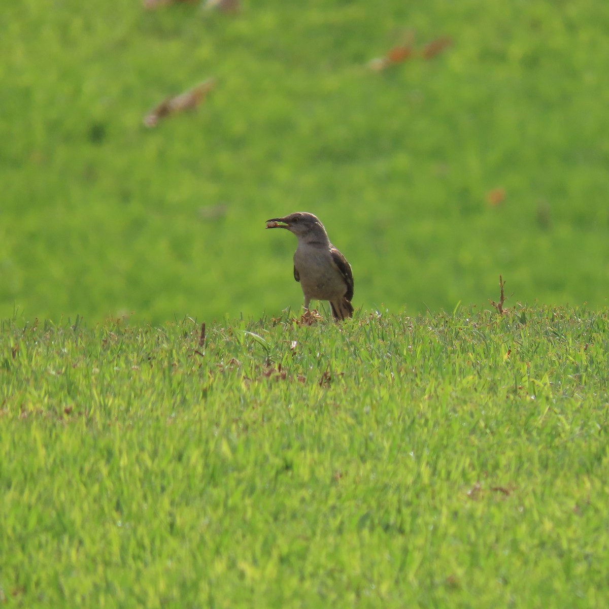 Northern Mockingbird - ML622421284