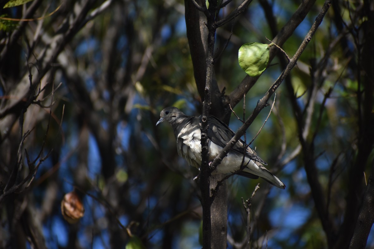 Eared Dove - ML622421286