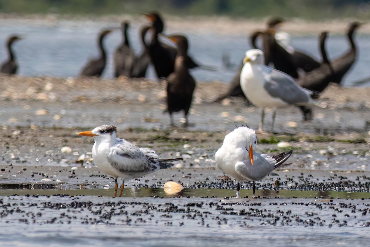 Royal Tern - ML622421292