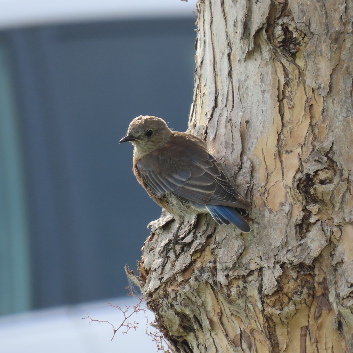 Western Bluebird - ML622421298