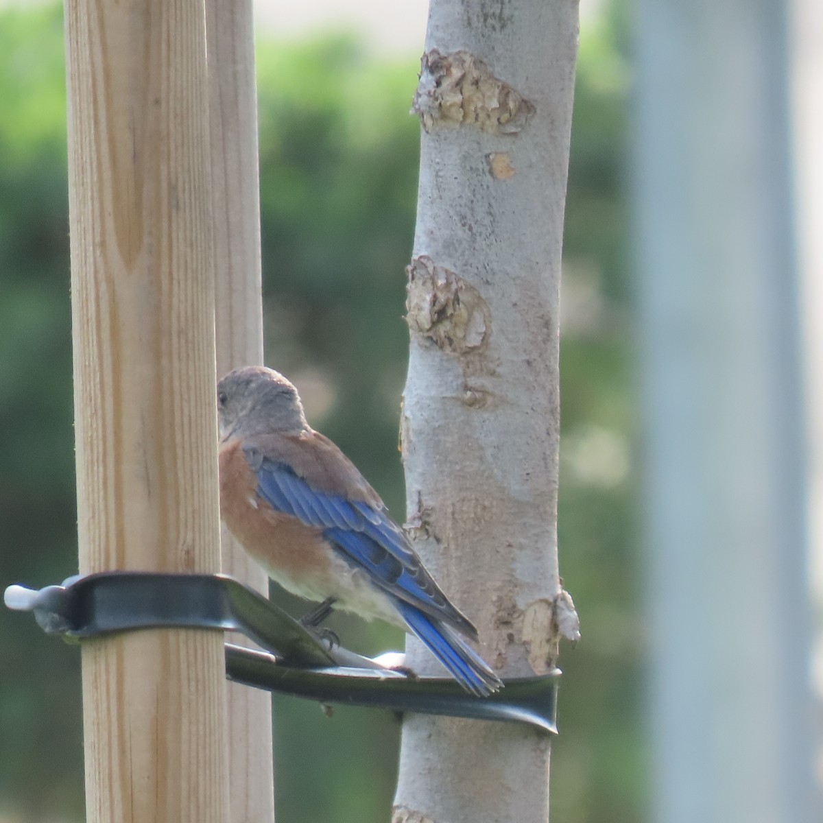 Western Bluebird - ML622421323