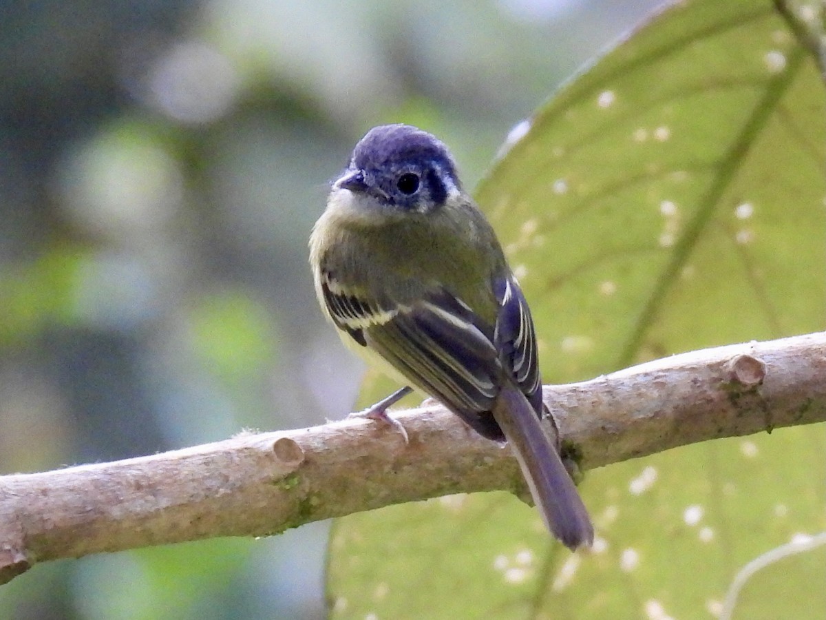 Ashy-headed Tyrannulet - ML622421385