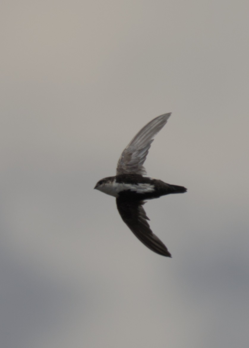 White-throated Swift - ML622421509