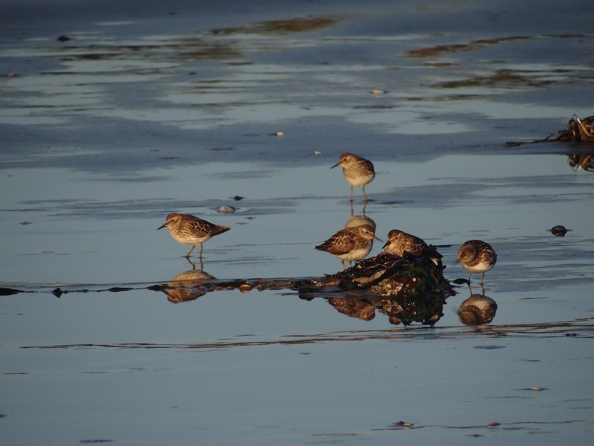 Gambecchio americano - ML622421516