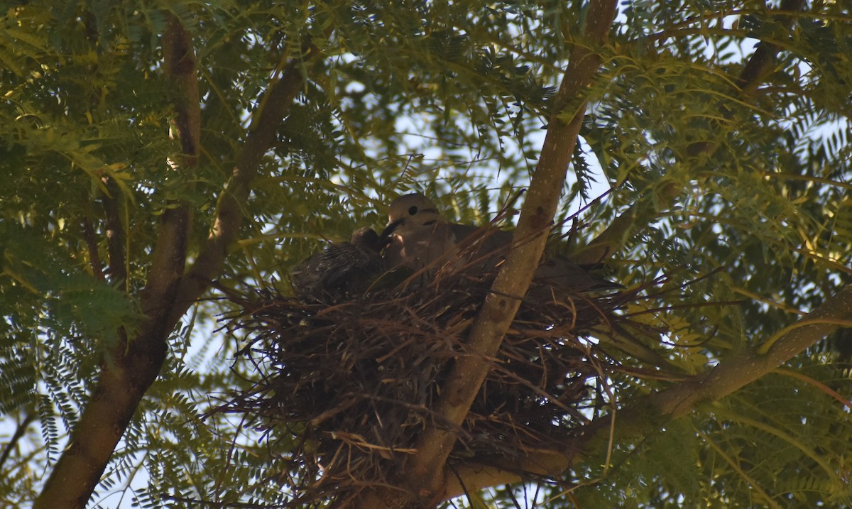 Eared Dove - ML622421523