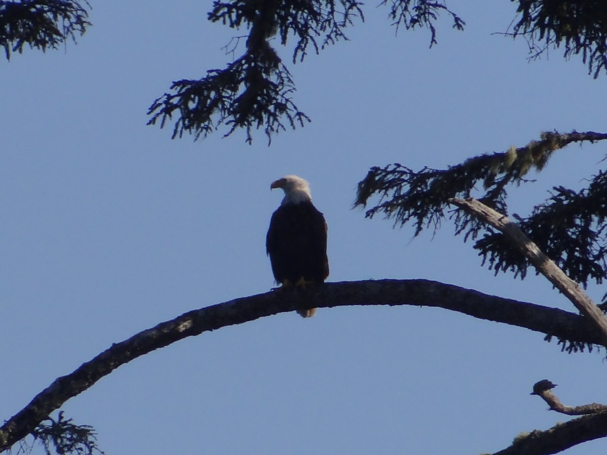 Bald Eagle - ML622421529