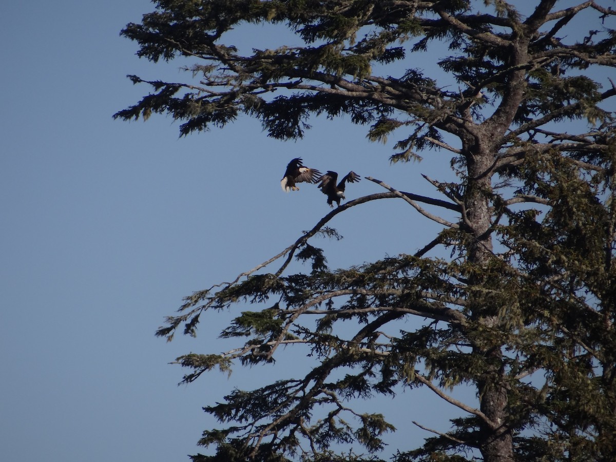 Bald Eagle - ML622421530