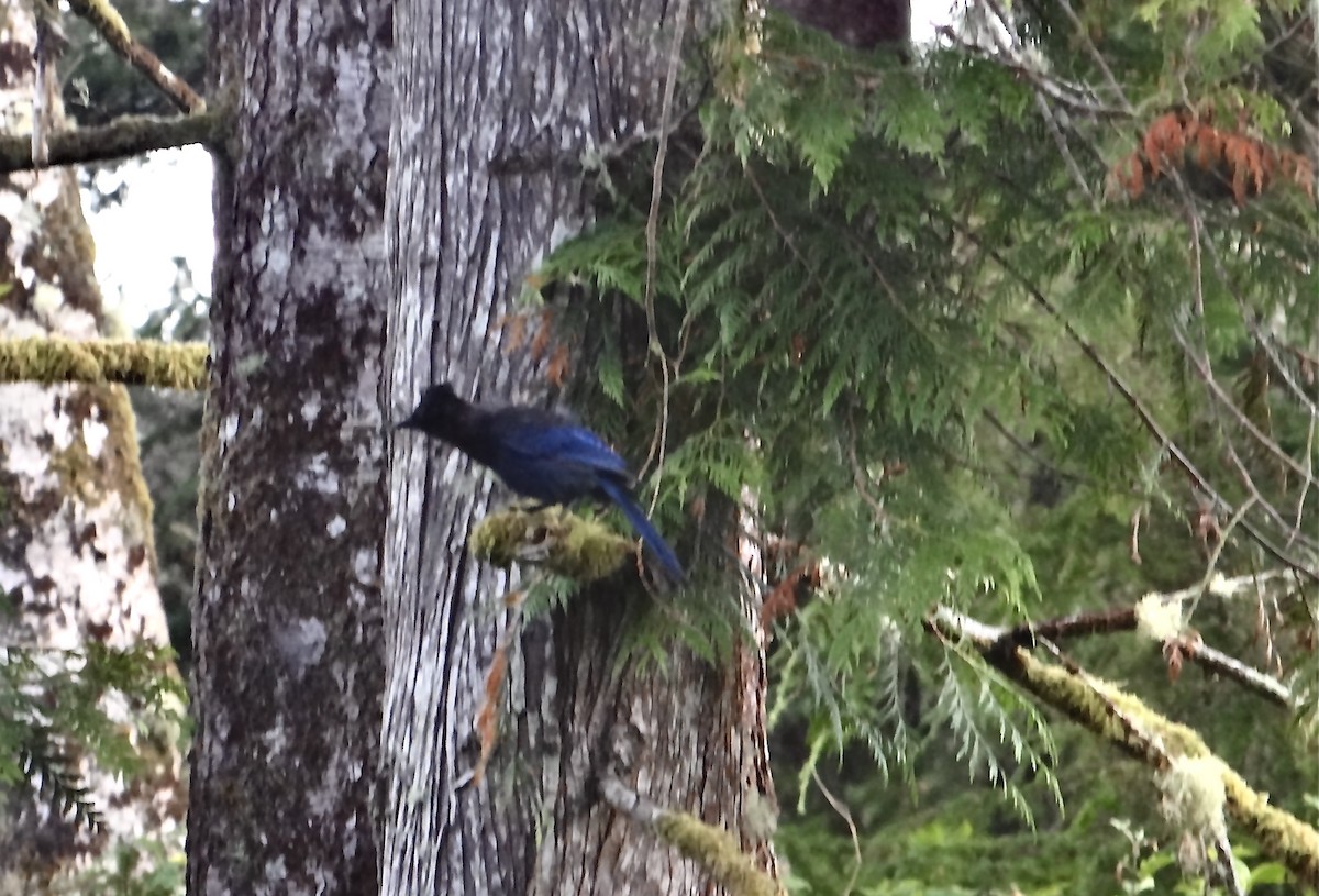 Steller's Jay - ML622421540