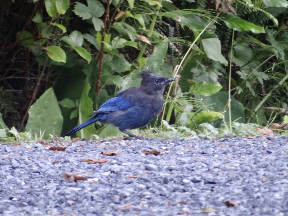 Steller's Jay - ML622421541