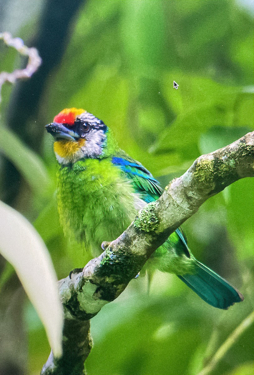 barbet žlutohrdlý - ML622421560