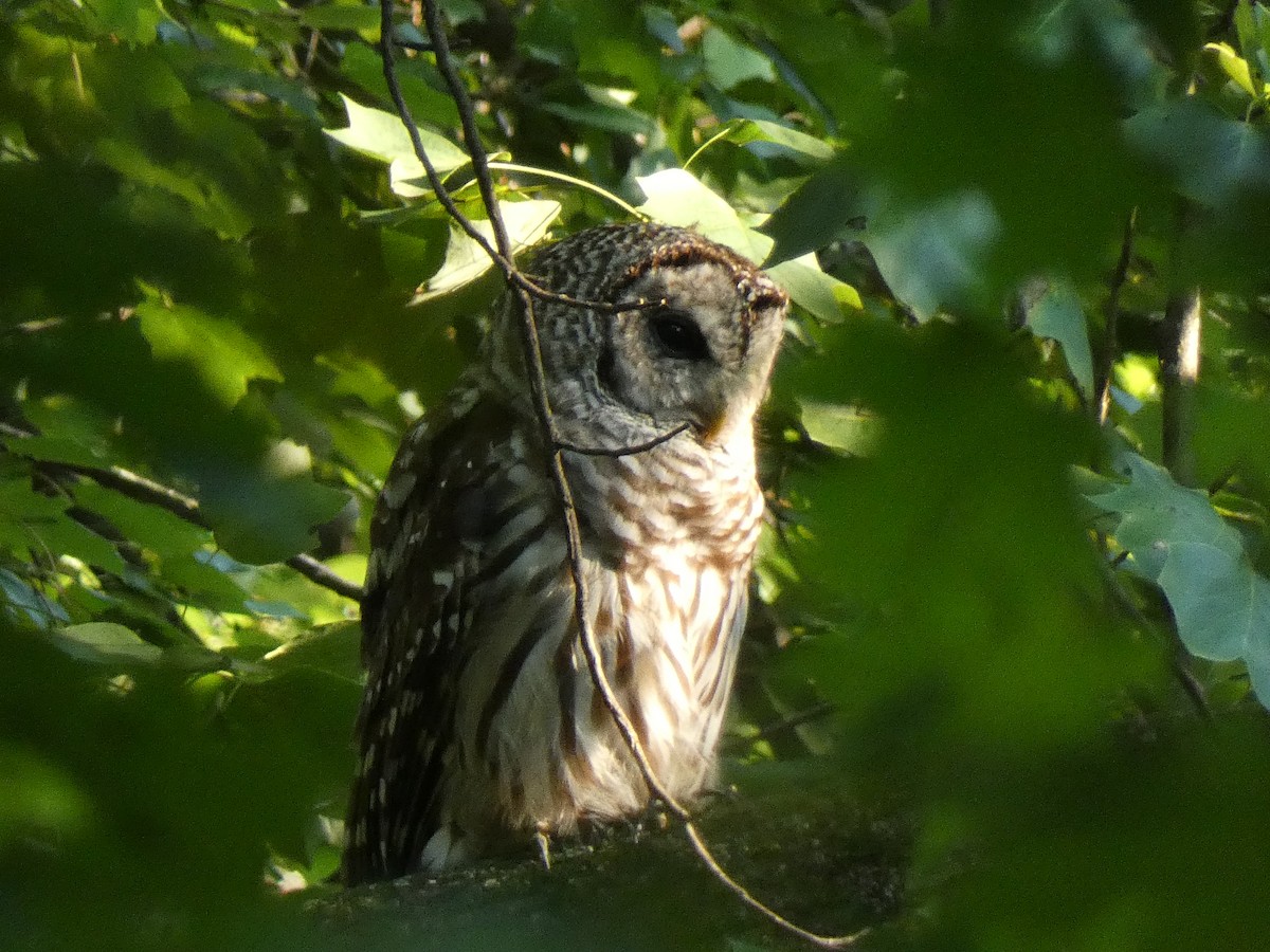 Barred Owl - ML622421568