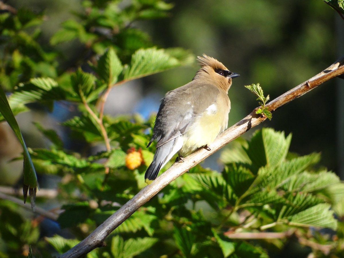 Cedar Waxwing - ML622421586