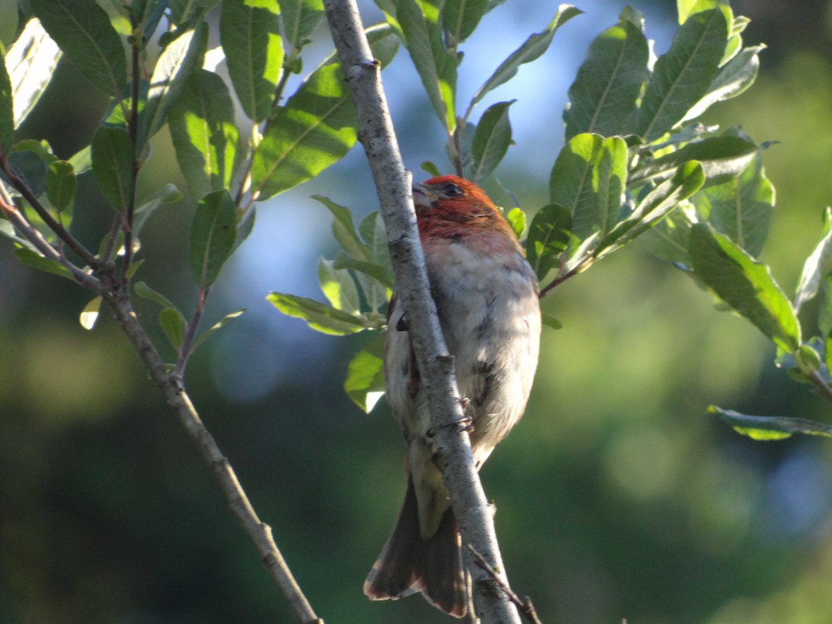 Purple Finch - ML622421592