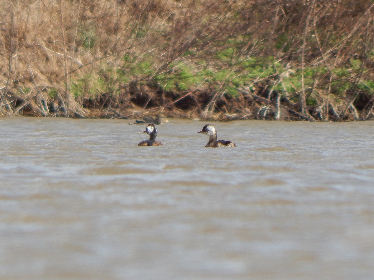 White-tufted Grebe - ML622421598