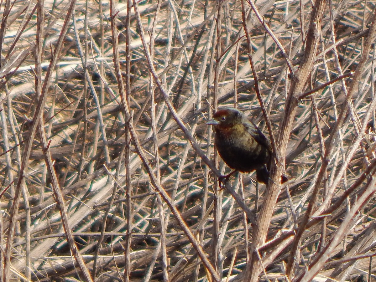 Chestnut-capped Blackbird - ML622421618