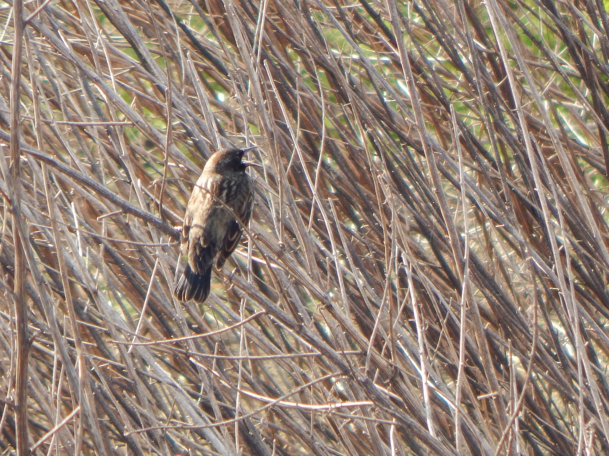 Yellow-winged Blackbird - ML622421668