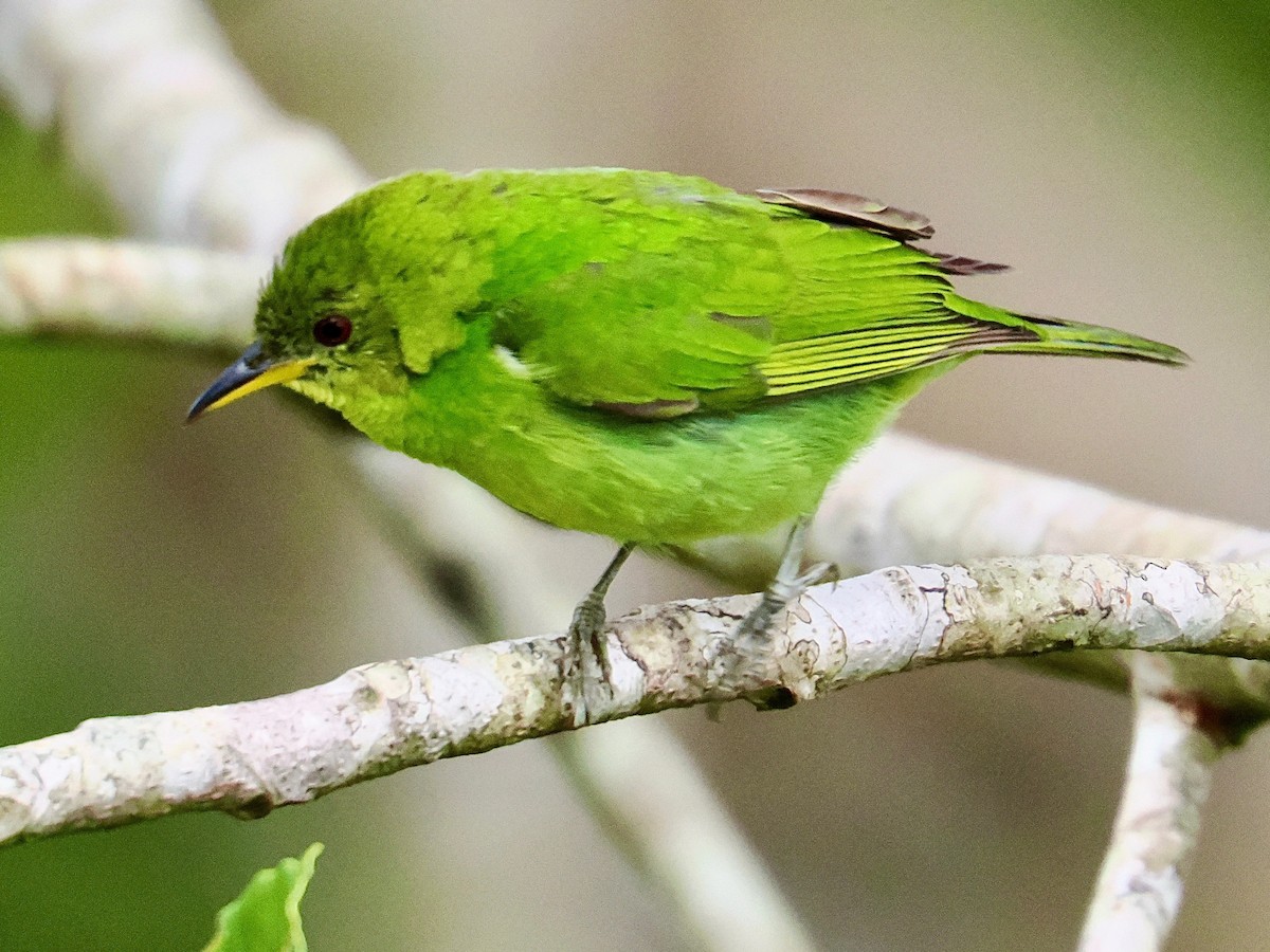 Blue Dacnis - ML622421670