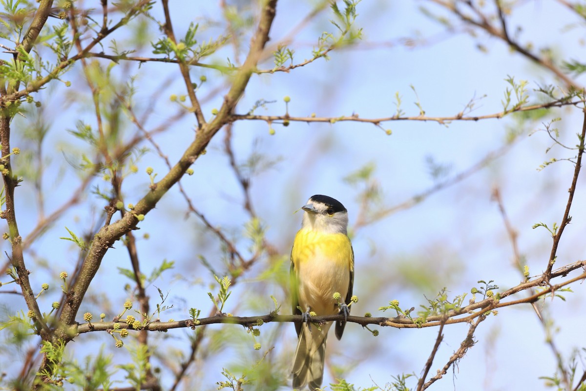 Green-backed Becard - ML622421707