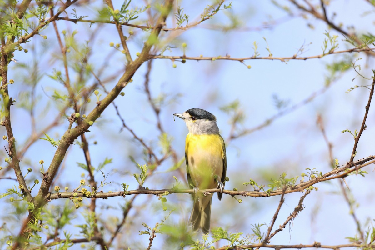 Green-backed Becard - ML622421709