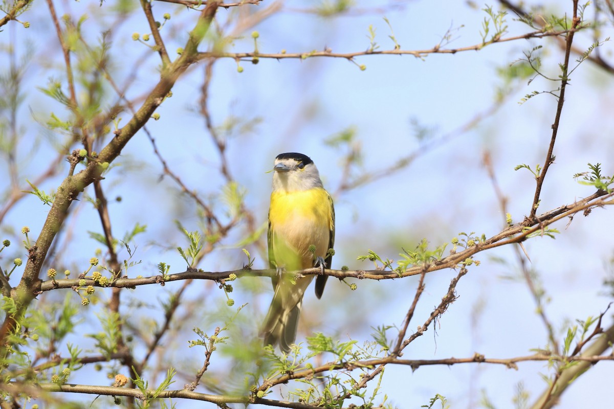 Green-backed Becard - ML622421710