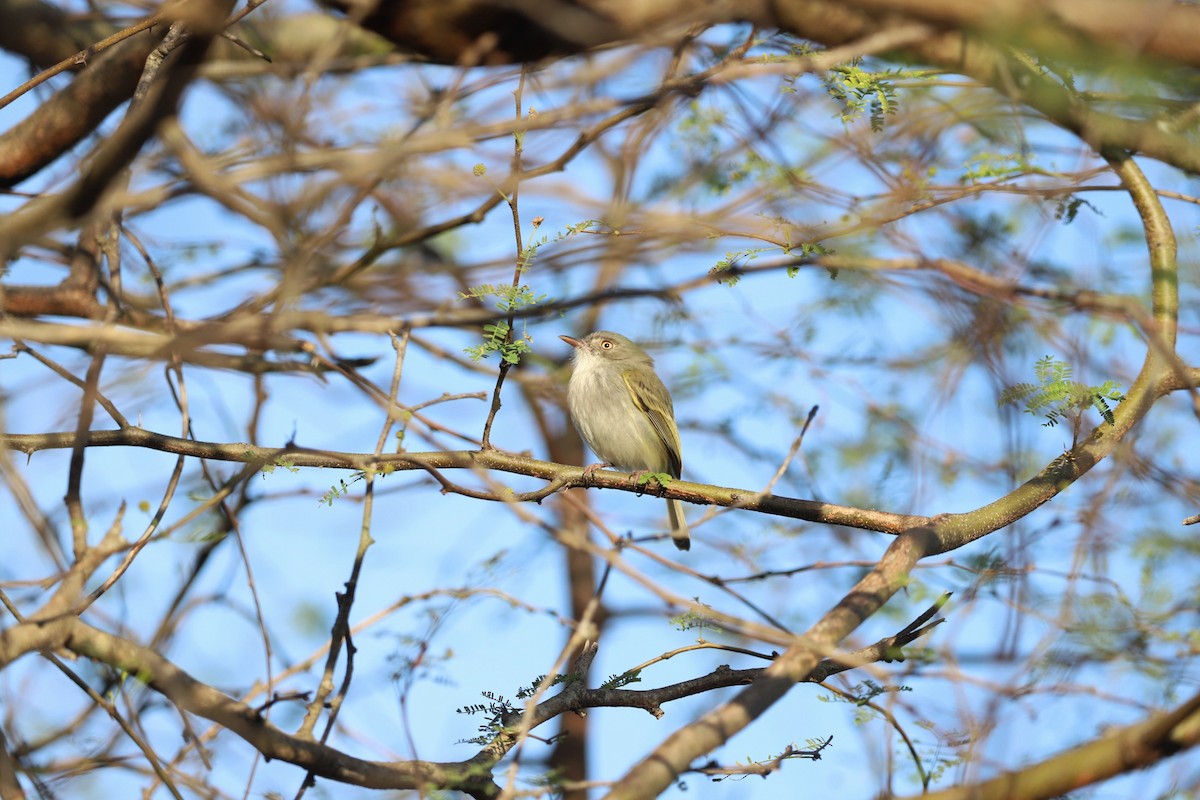 Pearly-vented Tody-Tyrant - ML622421725