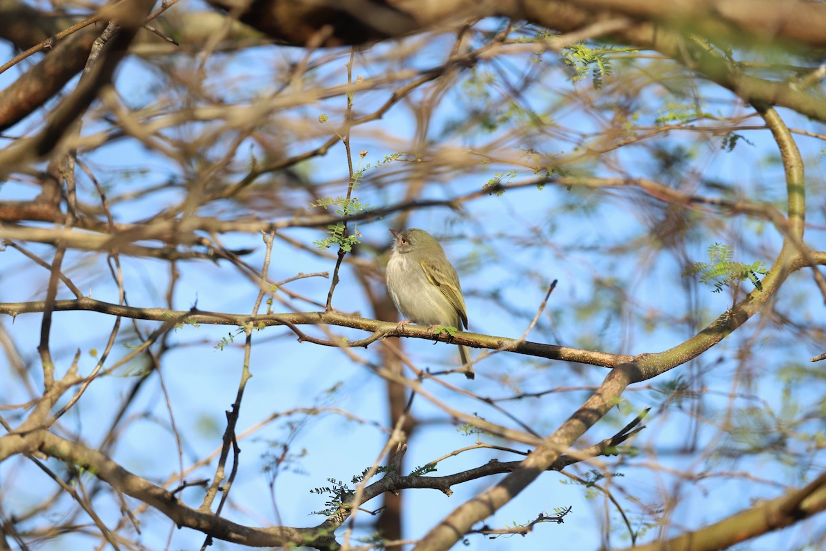 Pearly-vented Tody-Tyrant - ML622421726