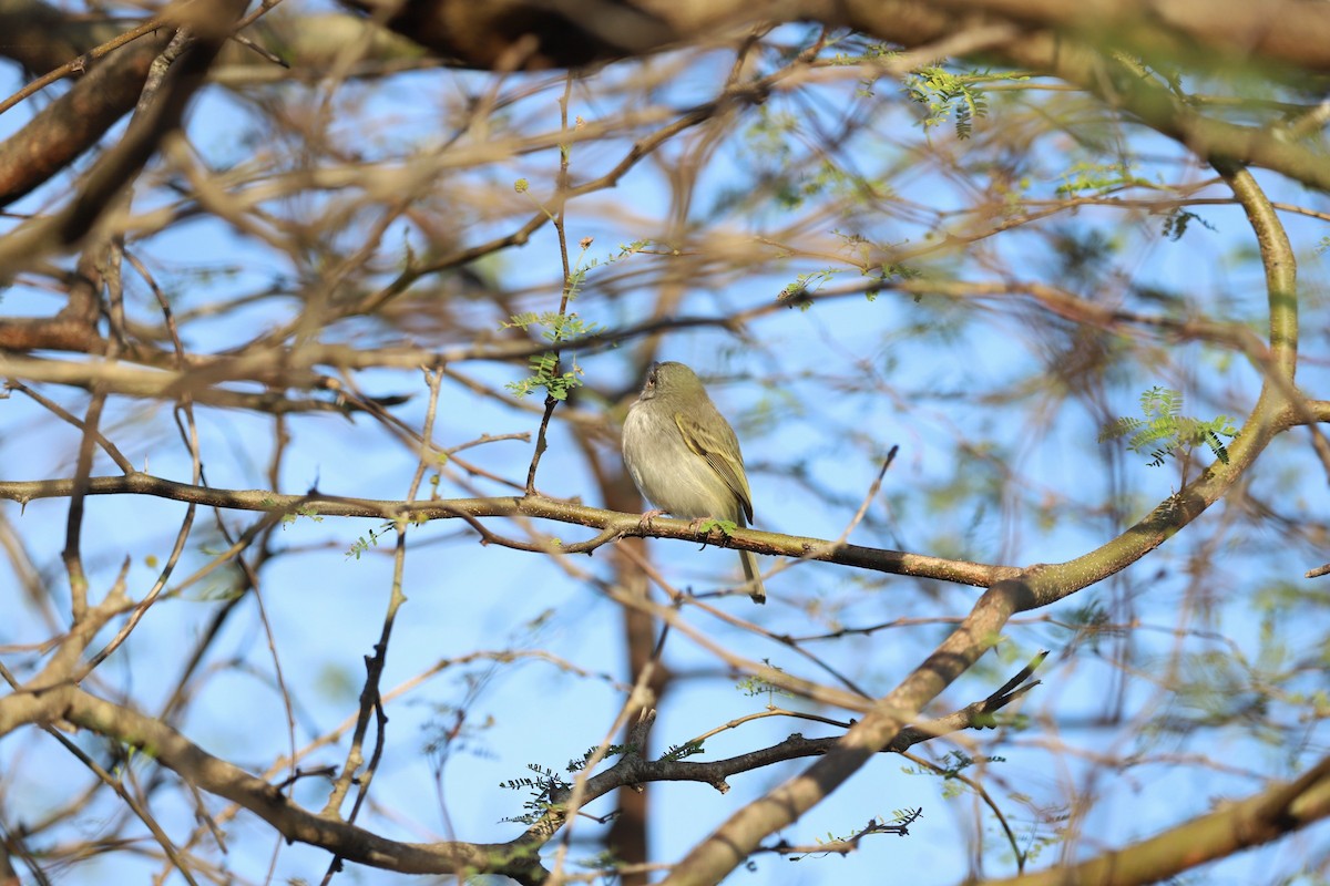 Pearly-vented Tody-Tyrant - ML622421727