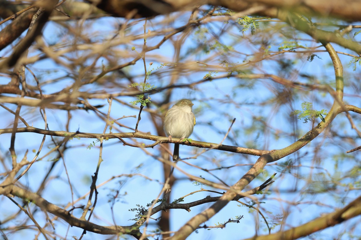 Pearly-vented Tody-Tyrant - ML622421729