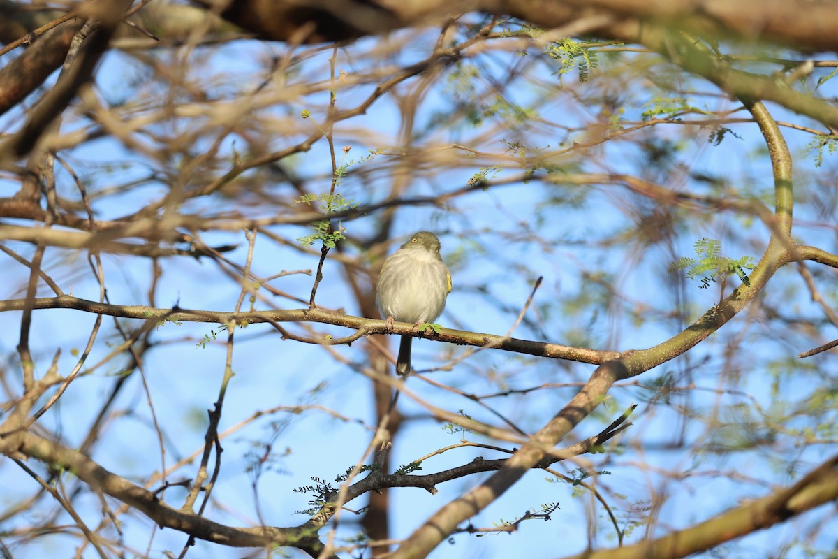 Pearly-vented Tody-Tyrant - ML622421730