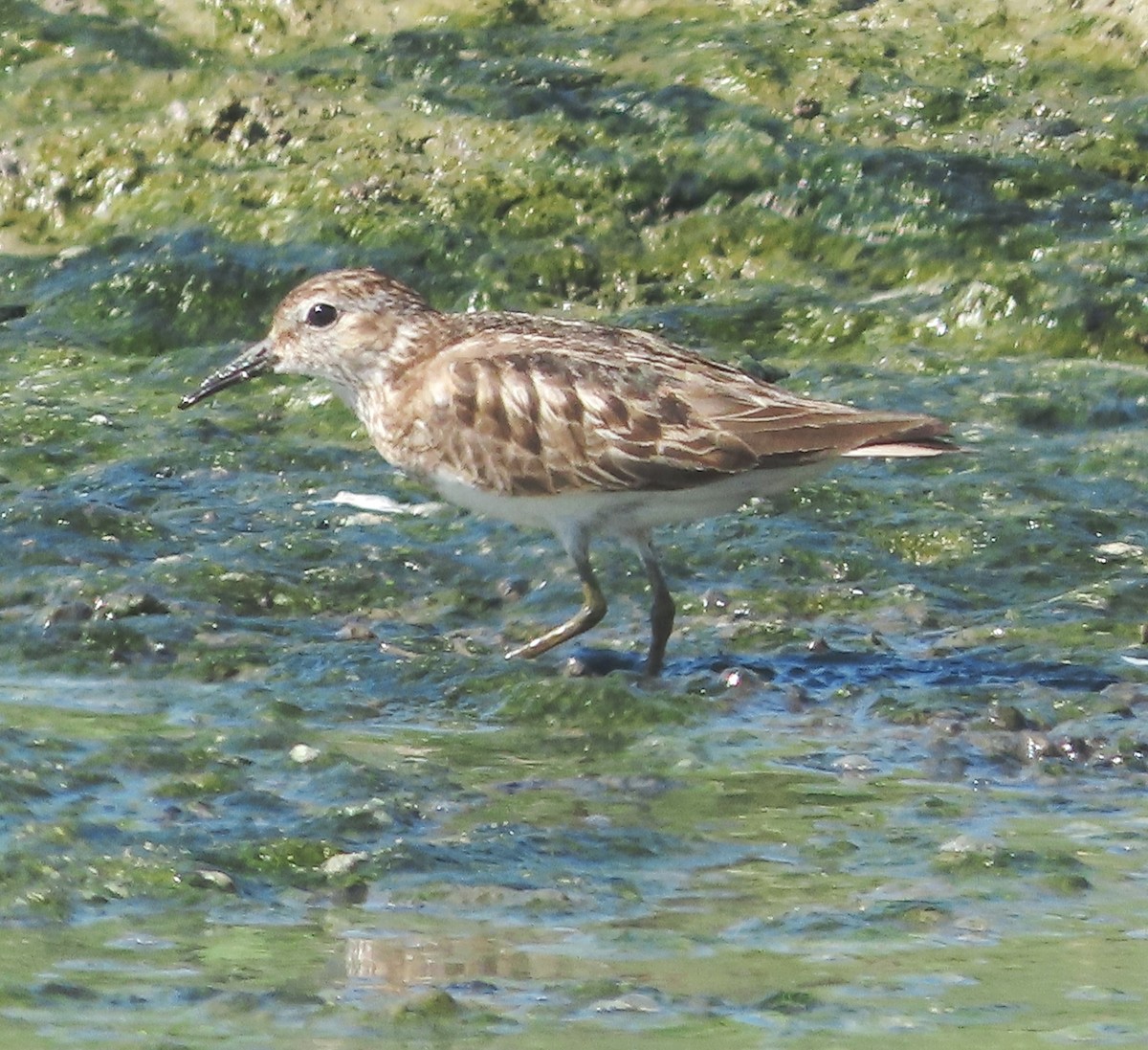 Least Sandpiper - ML622421743