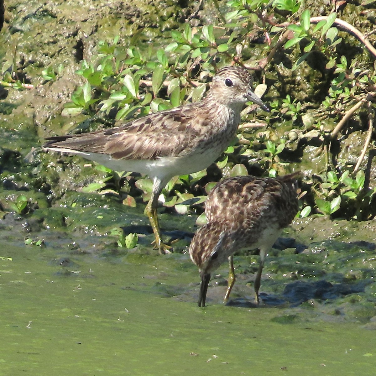 Least Sandpiper - ML622421744