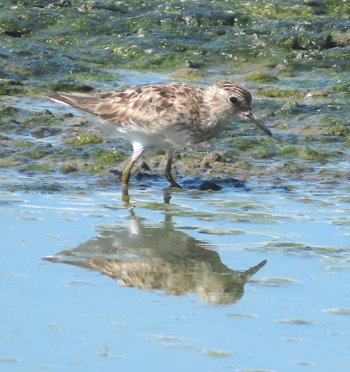 Least Sandpiper - ML622421746