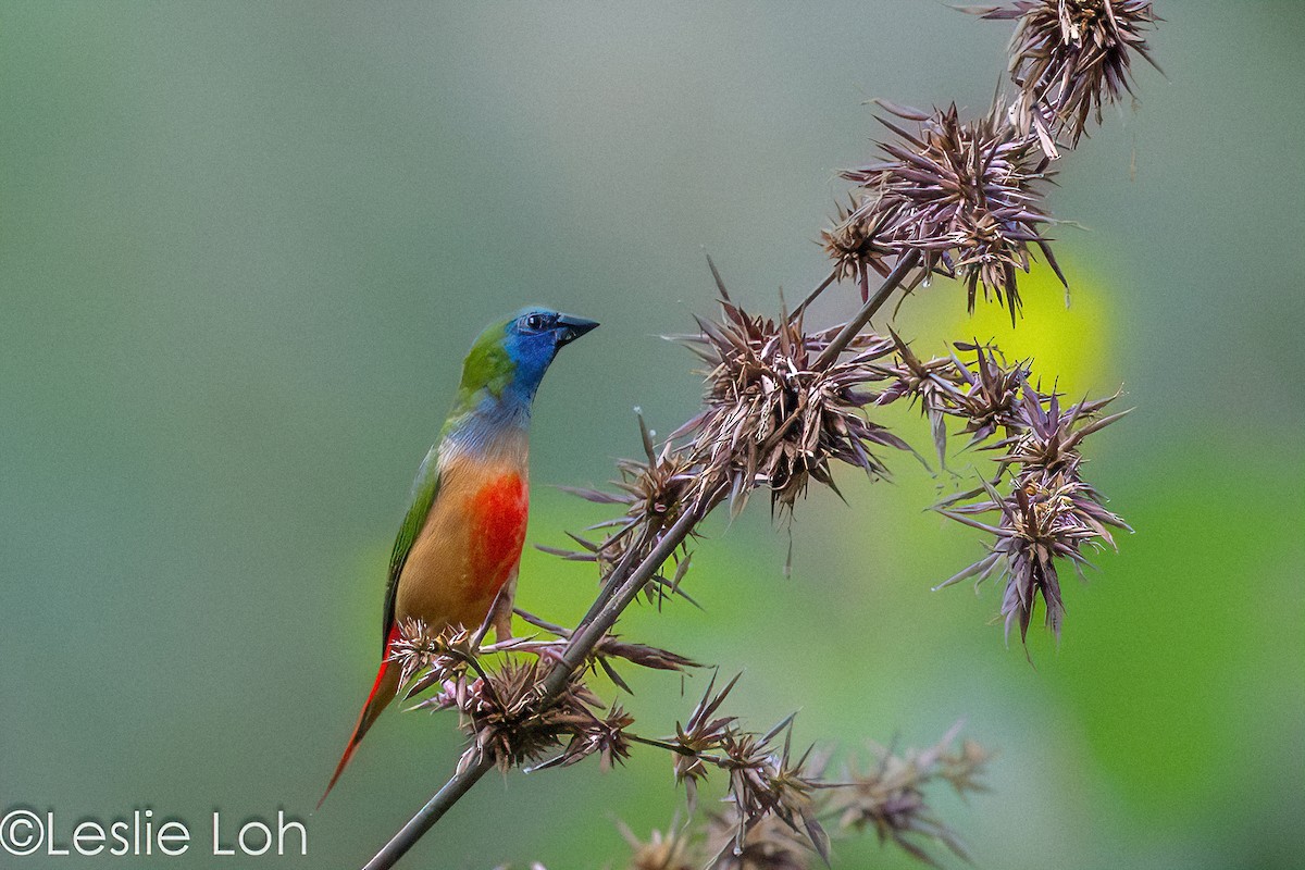 Pin-tailed Parrotfinch - ML622421775