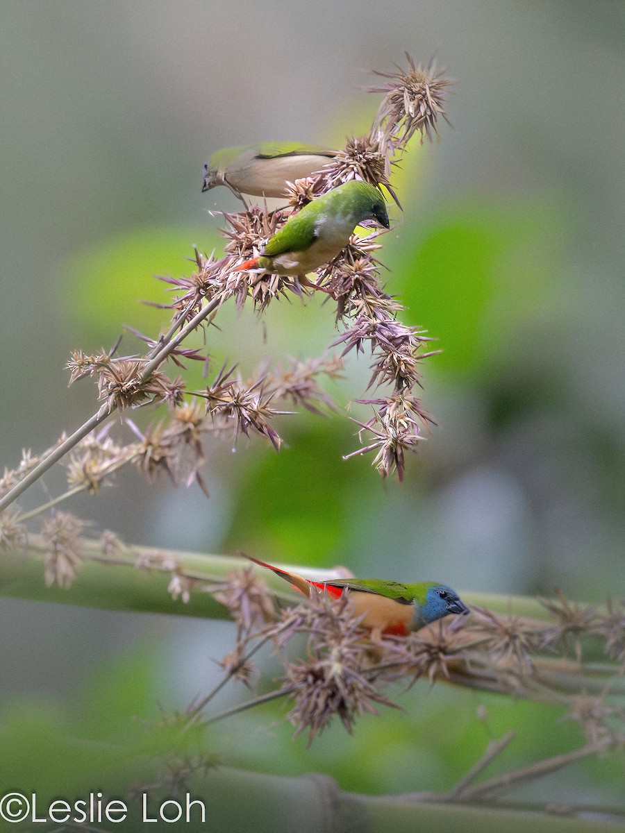 Pin-tailed Parrotfinch - ML622421776