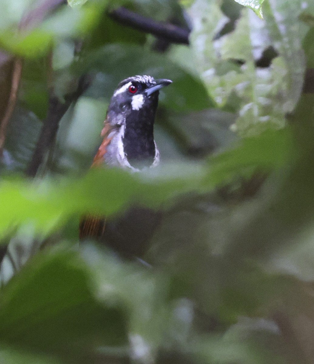 Black-throated Babbler - Jason Vassallo