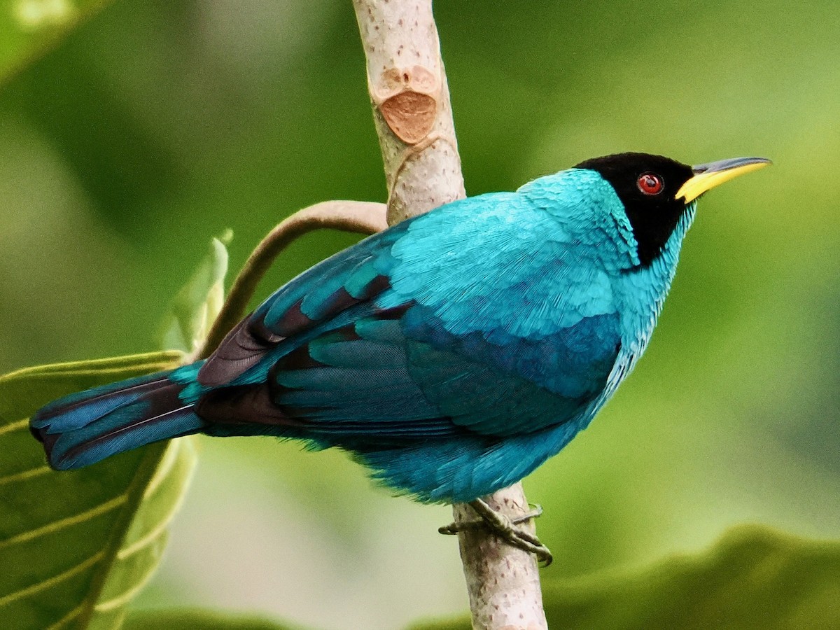 Green Honeycreeper - ML622421881