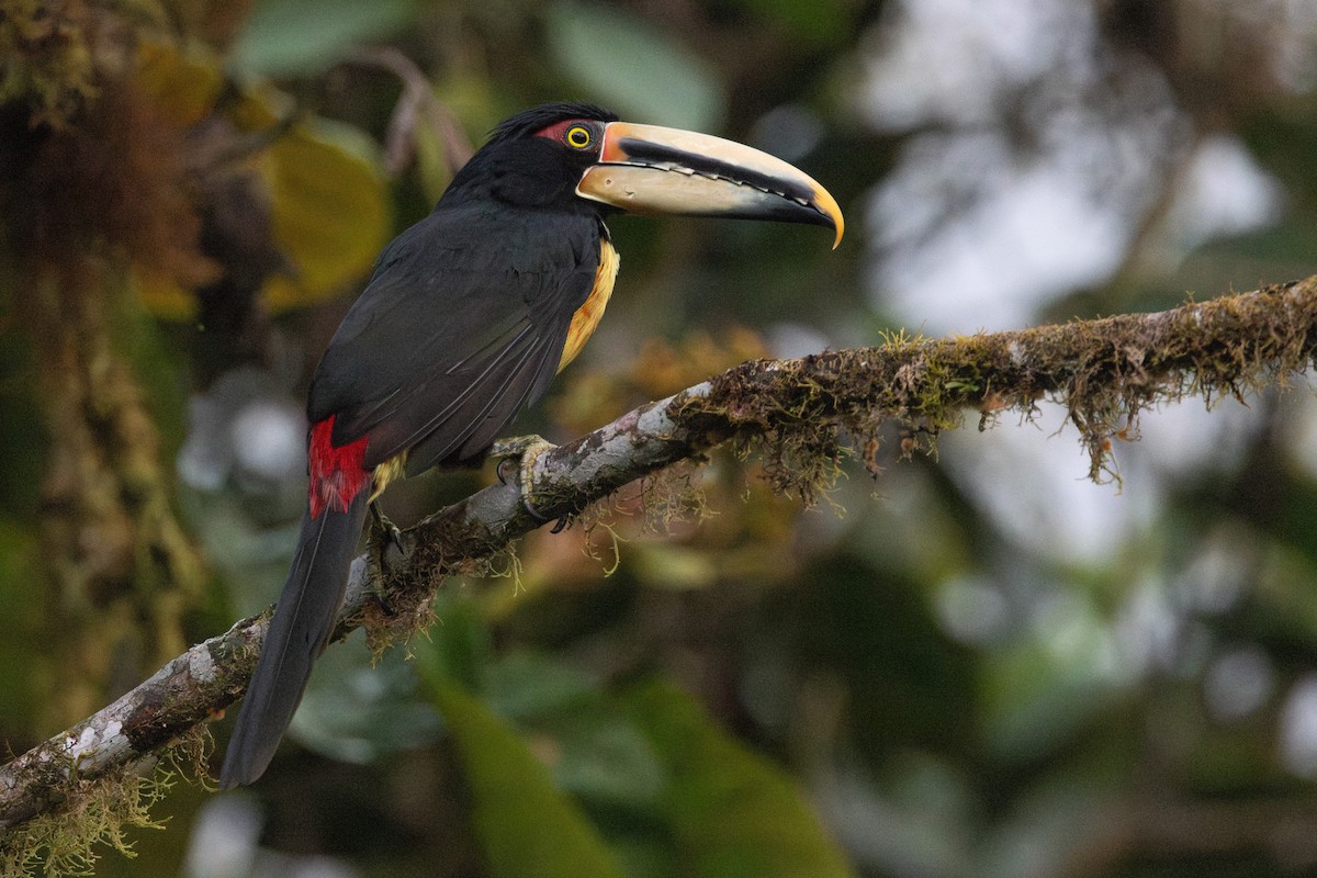 Pale-mandibled Aracari - Brendan Fogarty