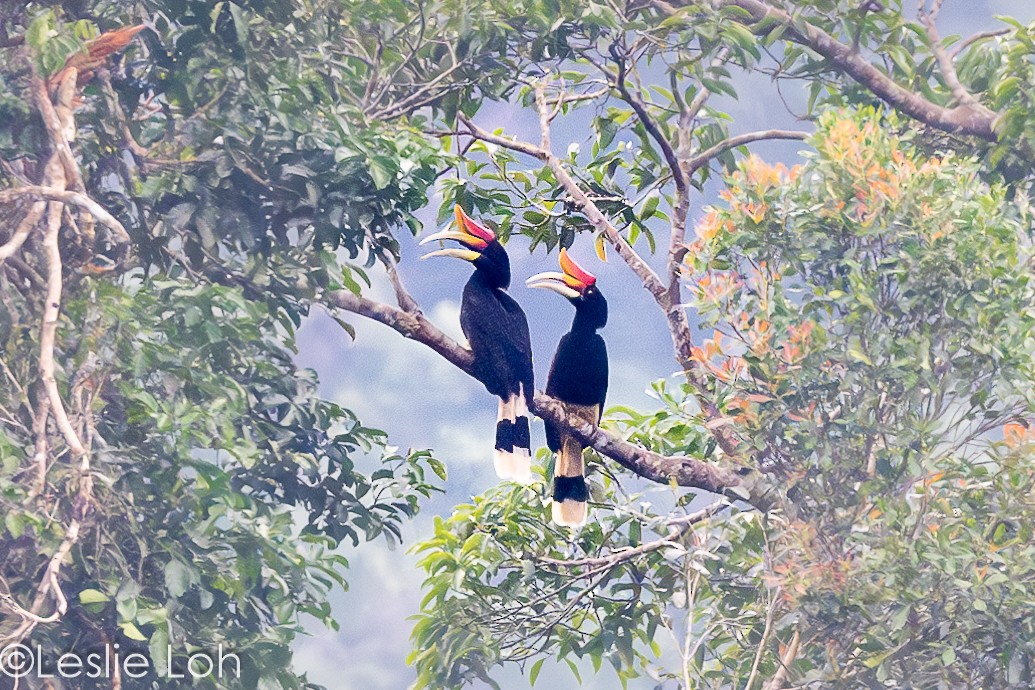 Rhinoceros Hornbill - ML622422016