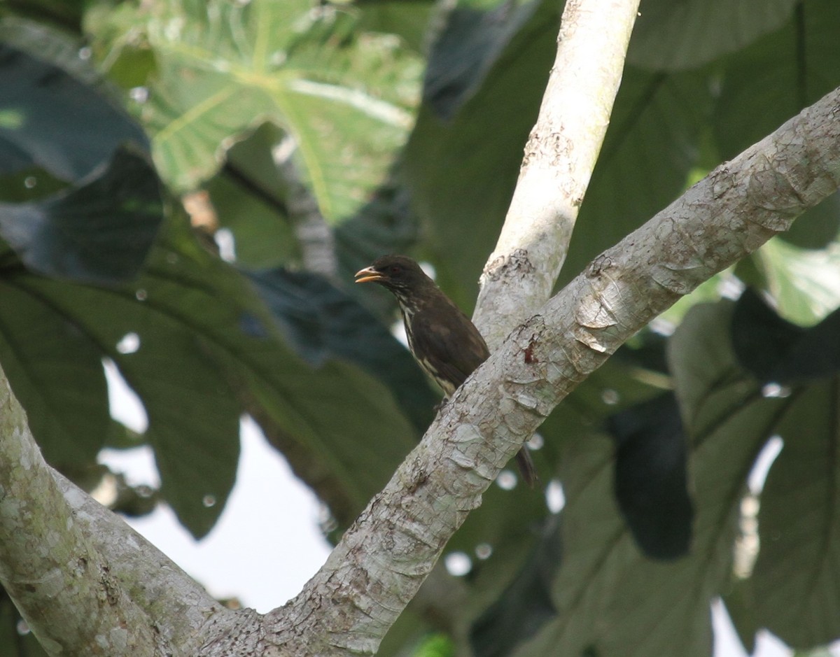 Palmchat - ML622422120