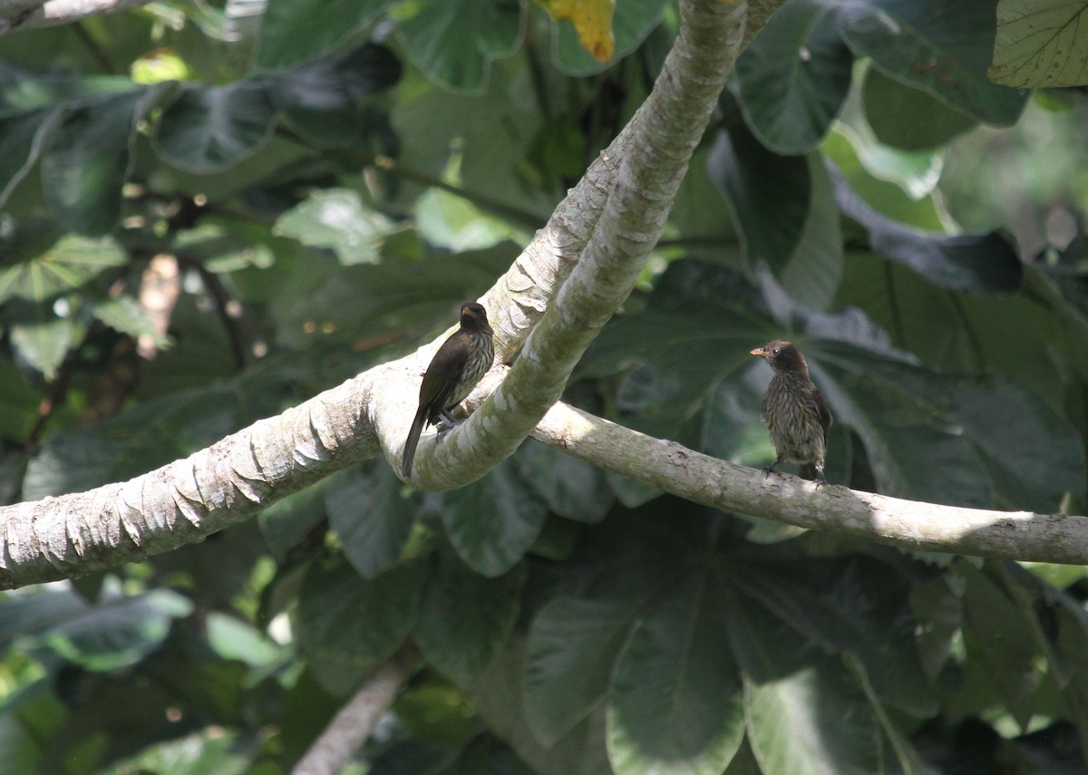 Palmchat - ML622422121