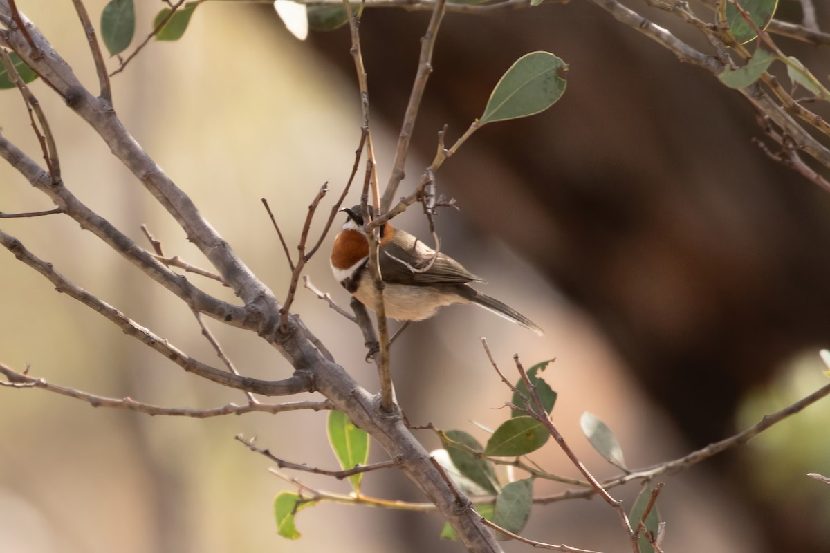 Western Spinebill - ML622422244